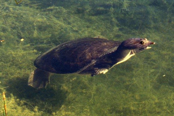 Florida Softshell (Apalone ferox)