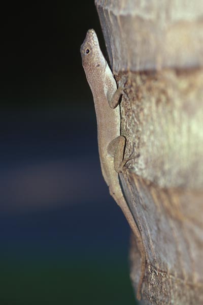 Puerto Rican Crested Anole (Anolis cristatellus cristatellus)