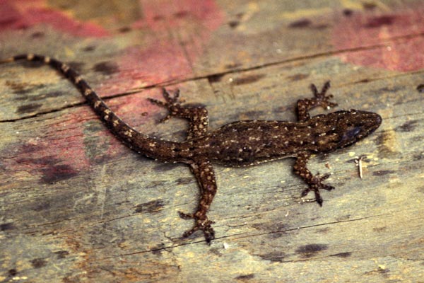 Indo-Pacific House Gecko (Hemidactylus garnotii)