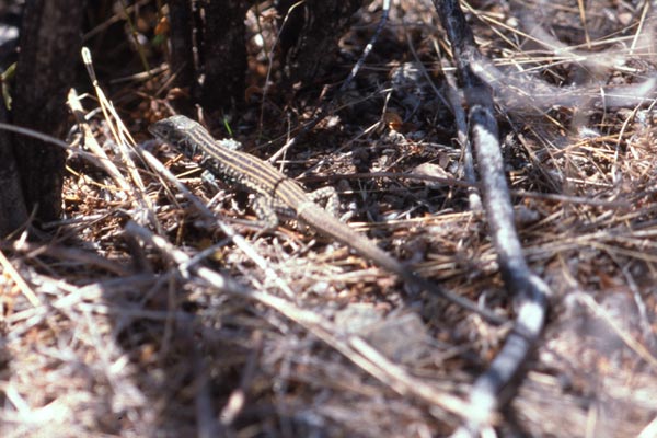 Sonoran Tiger Whiptail (Aspidoscelis tigris punctilinealis)