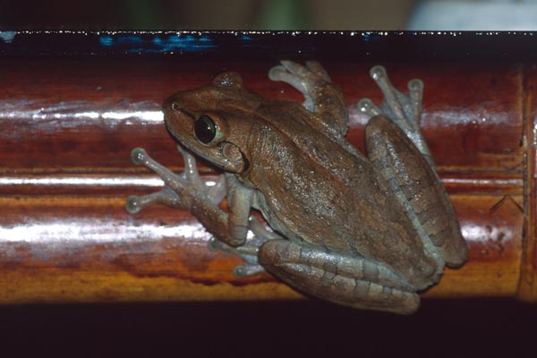 Hispaniolan Laughing Treefrog (Osteopilus dominicensis)