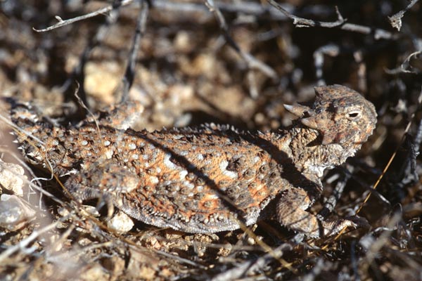 Desert Horned Lizard (Phrynosoma platyrhinos)