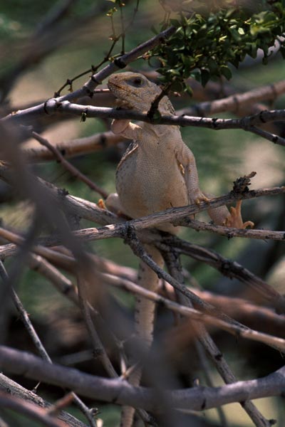 Northern Desert Iguana (Dipsosaurus dorsalis dorsalis)