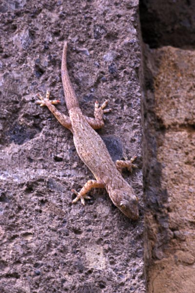 Common House Gecko (Hemidactylus frenatus)