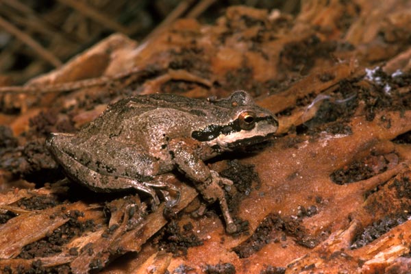 Sierran Treefrog (Pseudacris sierra)