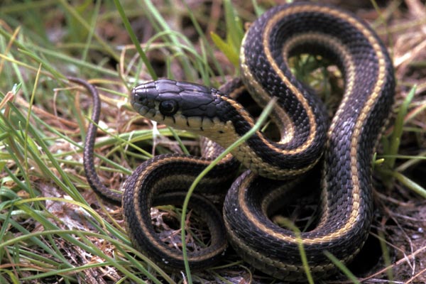 Santa Cruz Gartersnake (Thamnophis atratus atratus)