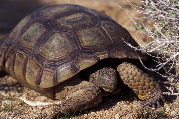 Mohave Desert Tortoise (Gopherus agassizii)