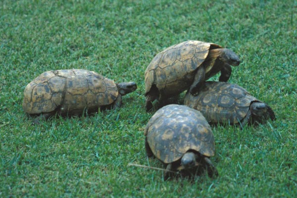 Bell’s Hinged Tortoise (Kinixys belliana)