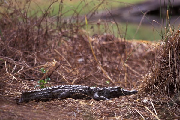 East African Crocodile (Crocodylus niloticus africanus)