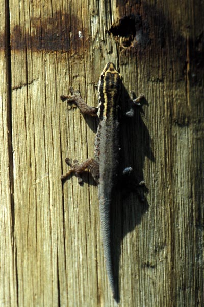 White-headed Dwarf Gecko (Lygodactylus picturatus)
