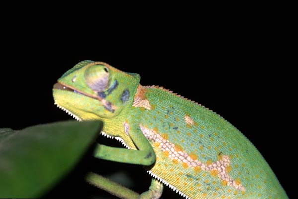 Graceful Chameleon (Chamaeleo gracilis)