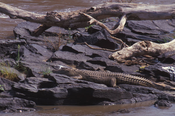 East African Crocodile (Crocodylus niloticus africanus)