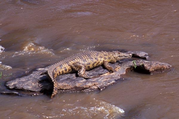 Nile River Crocodile