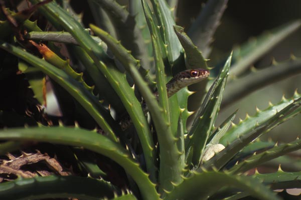 Everglades Racer (Coluber constrictor paludicola)