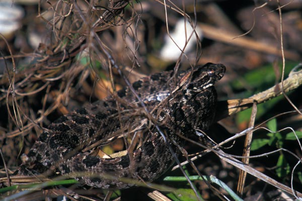 Dusky Pygmy Rattlesnake (Sistrurus miliarius barbouri)