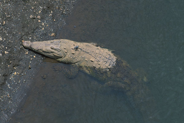 American Crocodile (Crocodylus acutus)