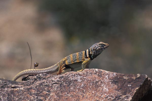 Great Basin Collared Lizard (Crotaphytus bicinctores)