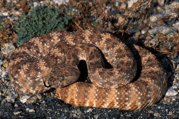 speckled rattlesnake