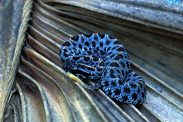 Dusky Pygmy Rattlesnake (Sistrurus miliarius barbouri)