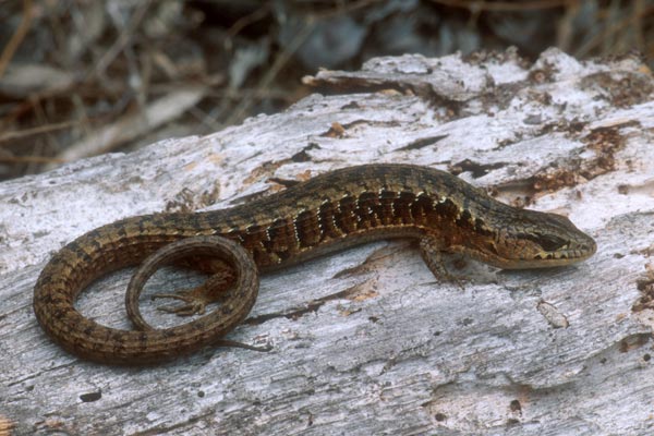 San Francisco Alligator Lizard (Elgaria coerulea coerulea)