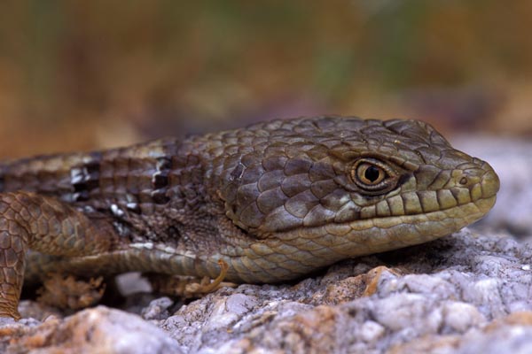 Woodland Alligator Lizard (Elgaria multicarinata webbii)