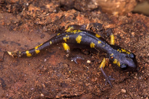 Yellow-blotched Ensatina (Ensatina eschscholtzii croceater)