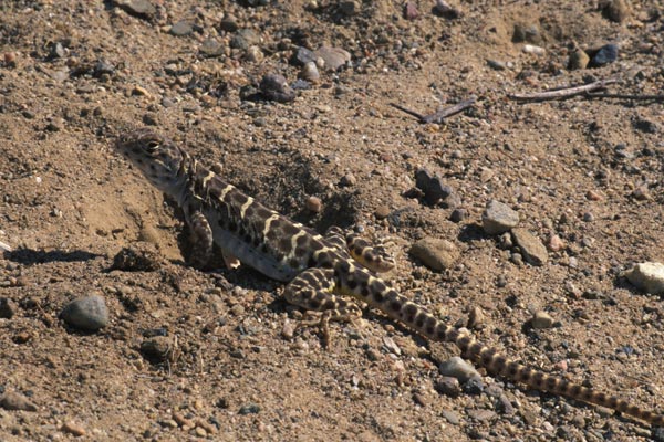 Blunt-nosed Leopard Lizard (Gambelia sila)
