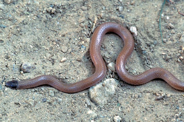 Smith’s Black-headed Snake (Tantilla hobartsmithi)