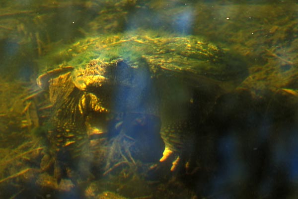 Snapping Turtle (Chelydra serpentina)