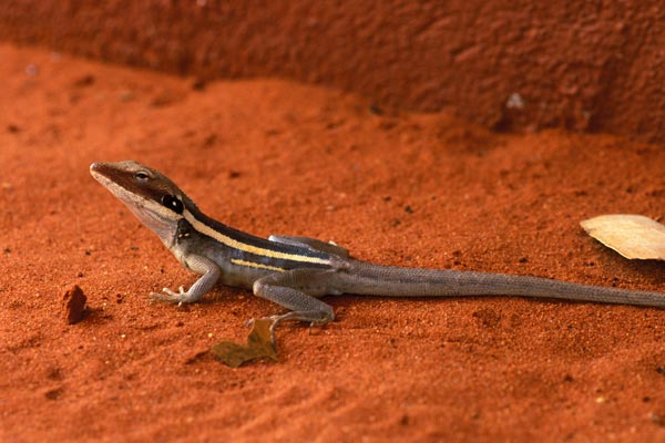 Long-nosed Dragon (Gowidon longirostris)