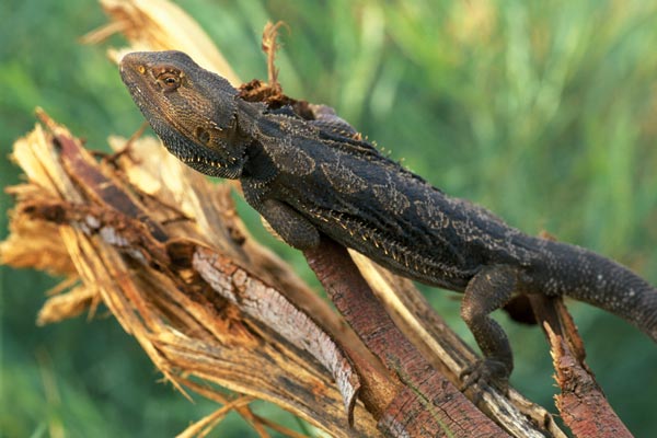 Bearded Dragon, Pogona vitticeps, Native to Australia