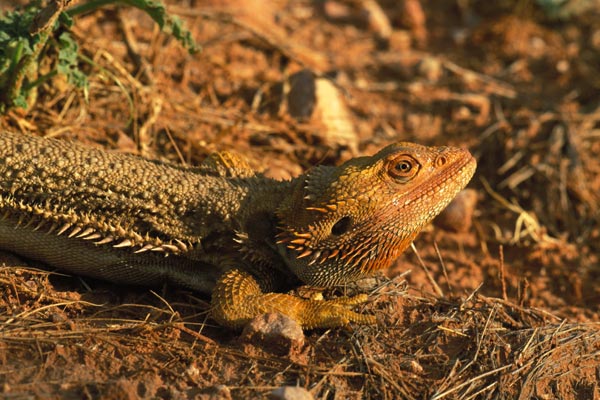 Bearded Dragon, Pogona vitticeps, Native to Australia