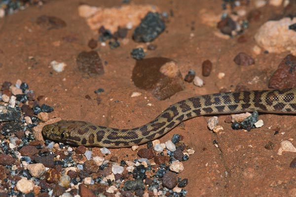 Baby Childrens Python