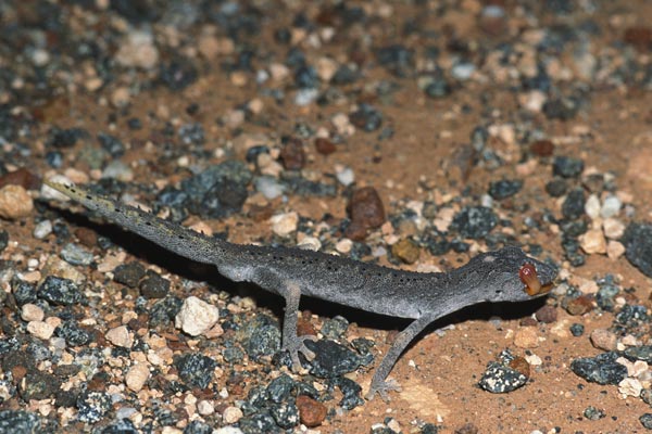 Northern Spiny-tailed Gecko (Strophurus ciliaris aberrans)