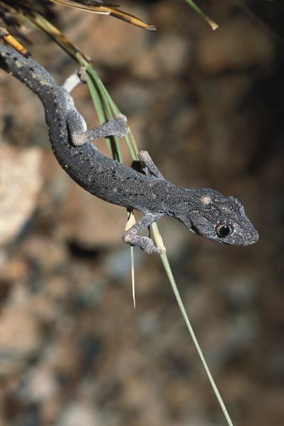 Northern Spiny-tailed Gecko (Strophurus ciliaris aberrans)