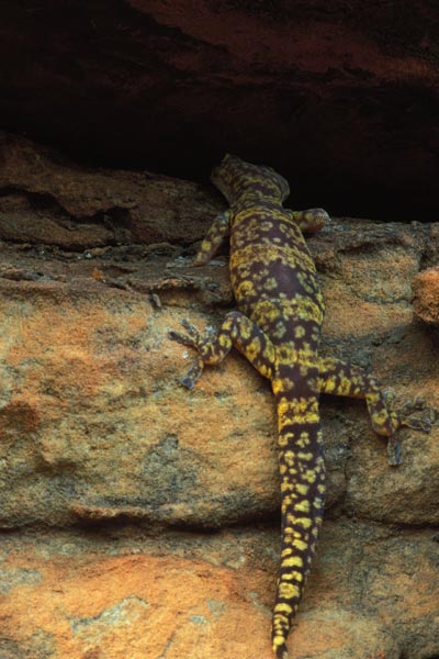 Mereenie Velvet Gecko (Oedura luritja)