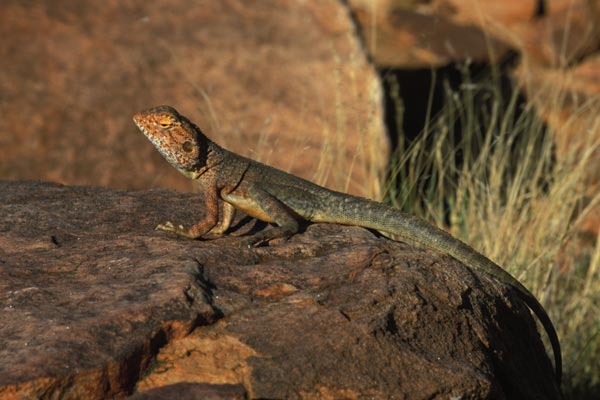 Slater’s Ring-tailed Dragon (Ctenophorus slateri)