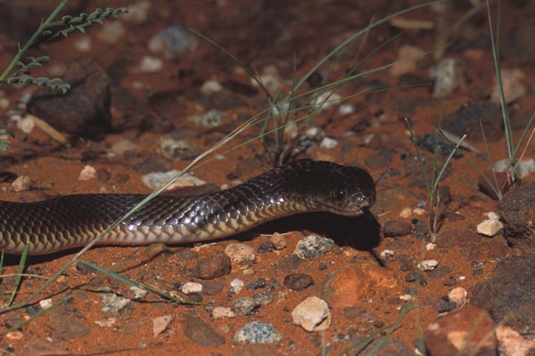 King Brown Snake