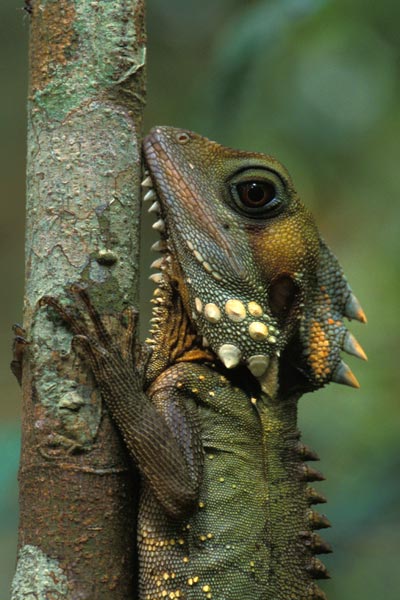 Boyd’s Forest Dragon (Lophosaurus boydii)