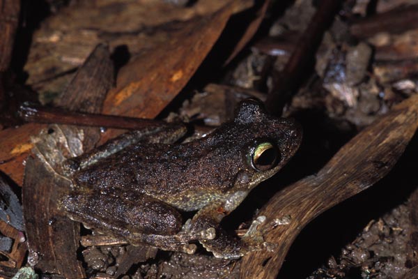 Green-eyed Treefrog (Ranoidea serrata)
