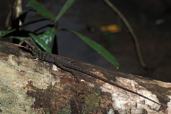 Eastern Water Dragon (Intellagama lesueurii lesueurii)