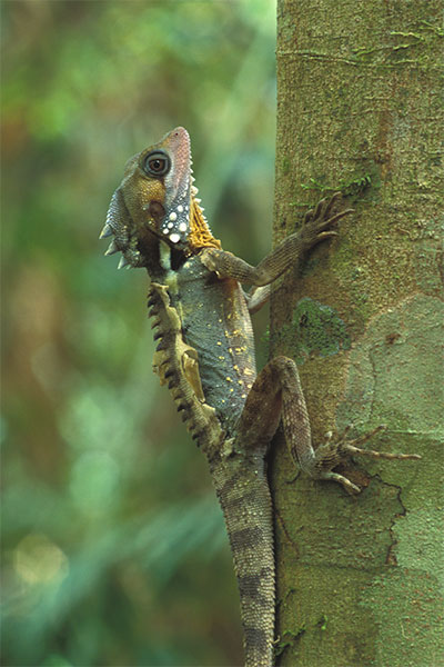 Boyd’s Forest Dragon (Lophosaurus boydii)