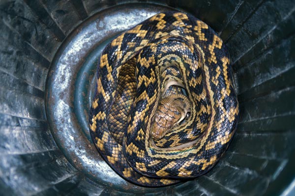 Australian Scrub Python (Simalia kinghorni)