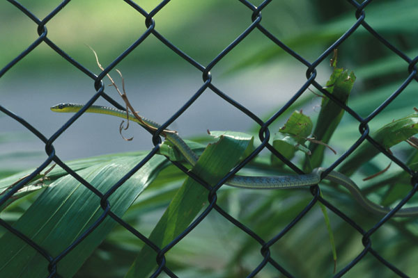 Green Tree Snake (Dendrelaphis punctulatus)