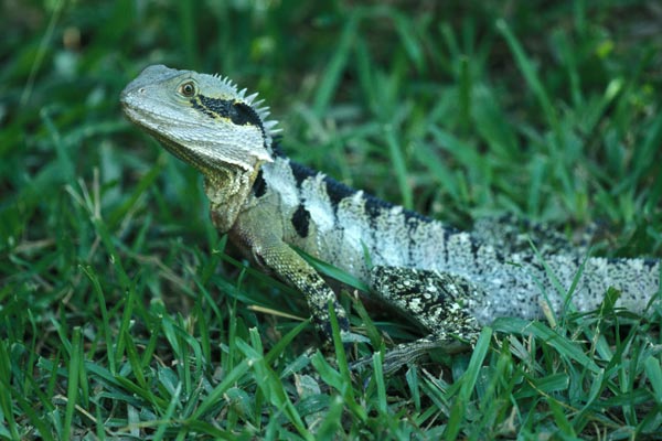 022133_water_dragon.jpg