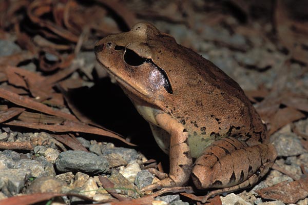 Great Barred Frog (Mixophyes fasciolatus)