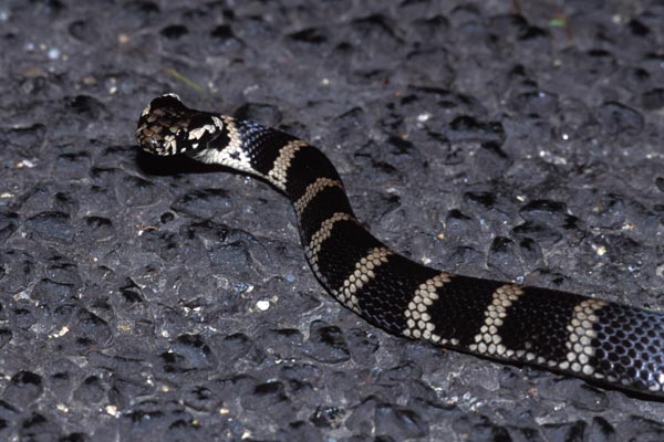 Stephens’ Banded Snake (Hoplocephalus stephensii)