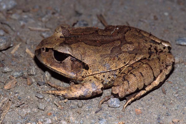 Great Barred Frog (Mixophyes fasciolatus)