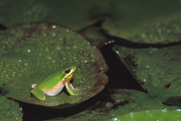 Eastern Dwarf Treefrog (Litoria fallax)