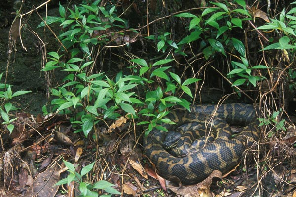 Eastern Carpet Python (Morelia spilota mcdowelli)